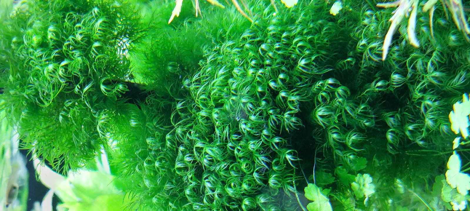 Fissidens fontanus (Phoenix moss)