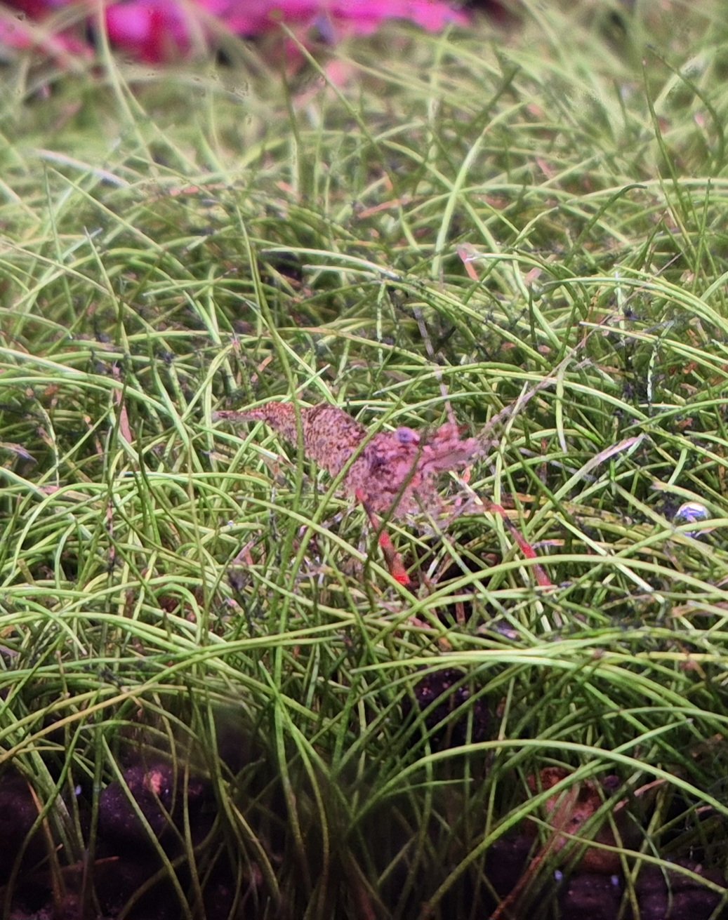 Macrobrachium dayanum