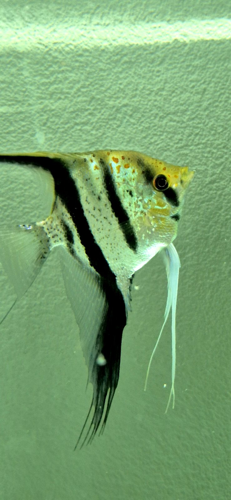 Pterophyllum scalare červeně skvrnitý drak gyuana