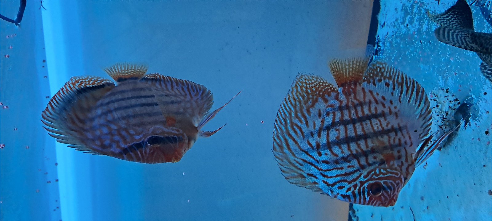 Red tyrkys chovný par