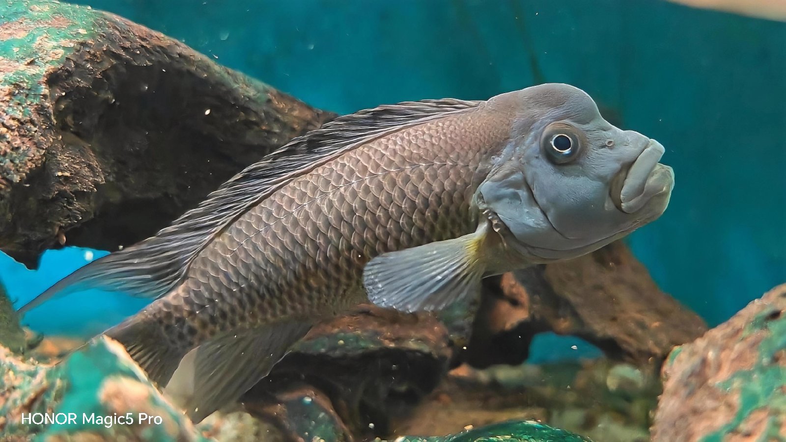 Odchovy Steatocranusov