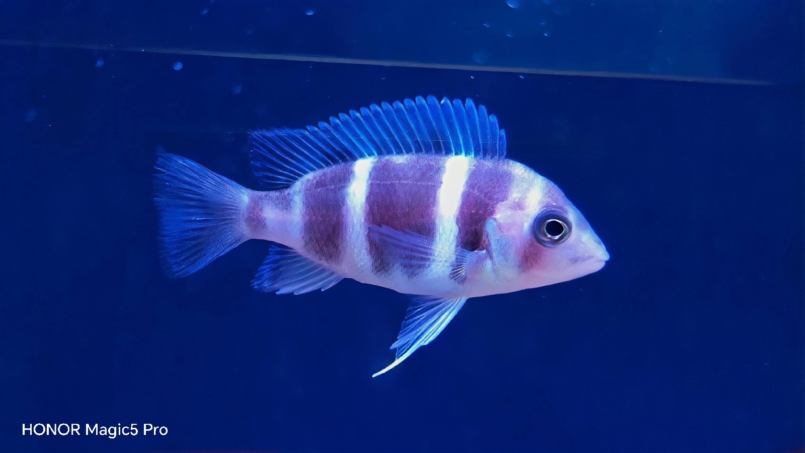 Tanganyika
