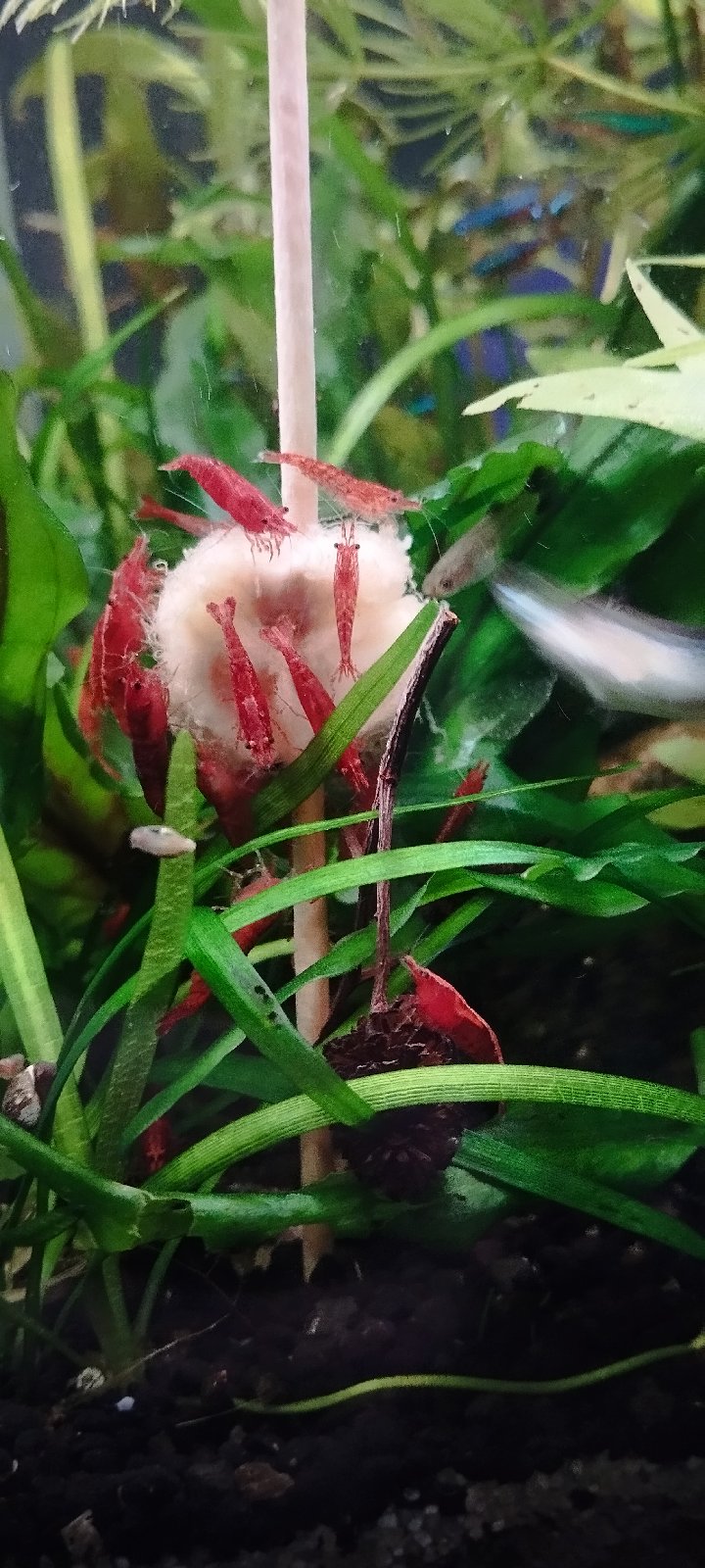 Neocaridina červená