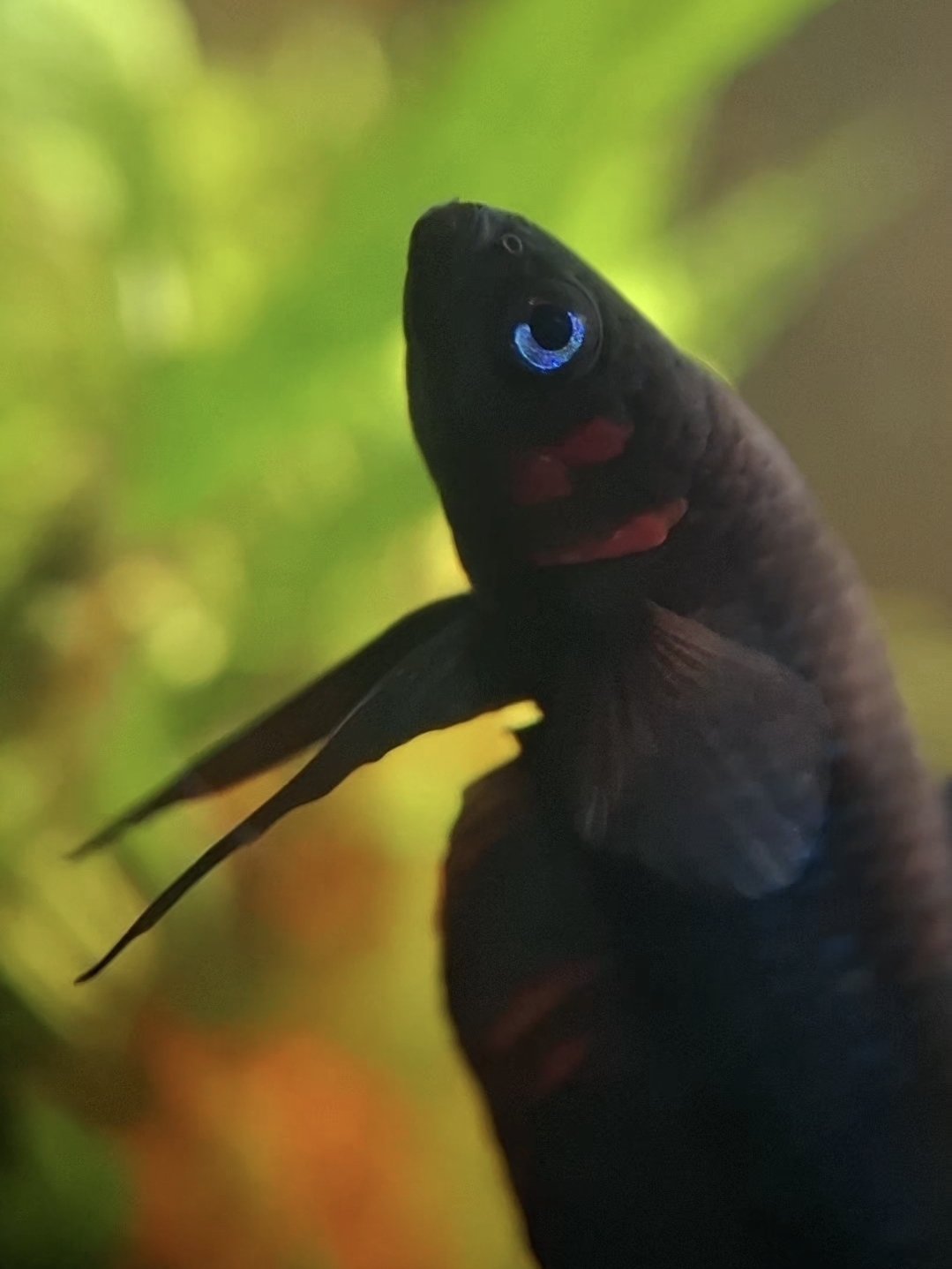 Betta hendra