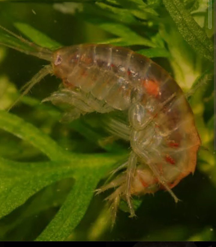 Blešivci– živé krmivo pro Ryby