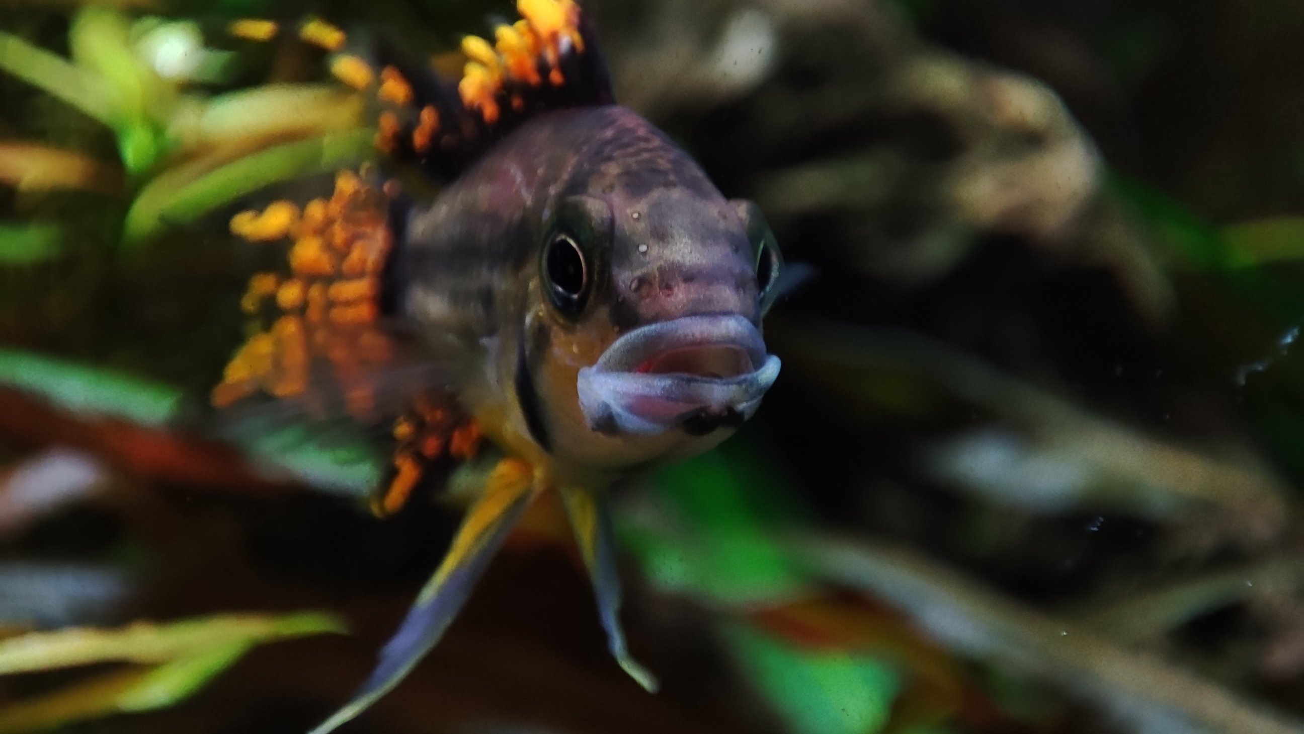 Cichlidka papouščí - Apistogramma cacatuoides skupiny