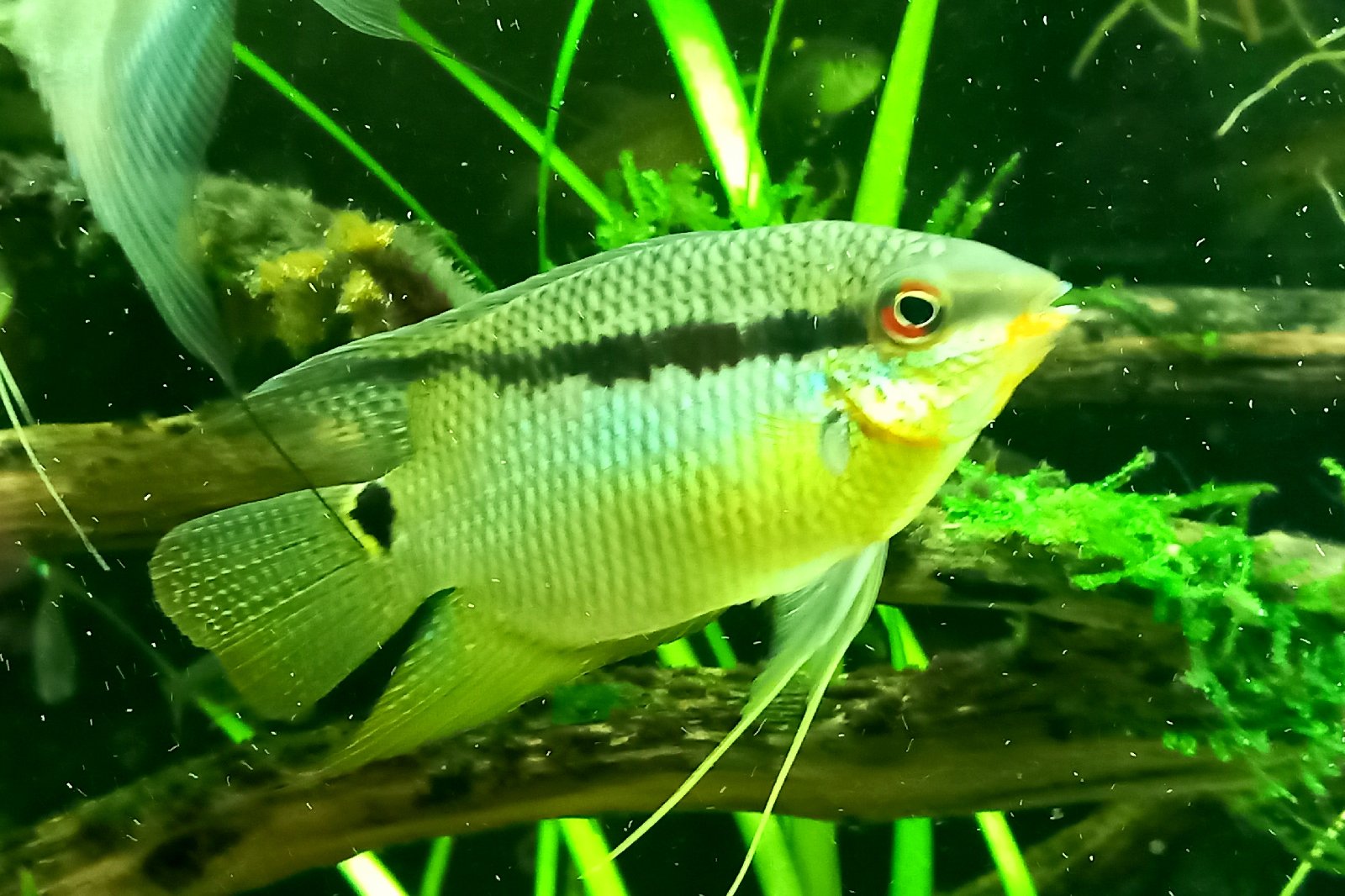 Mesonauta insignis