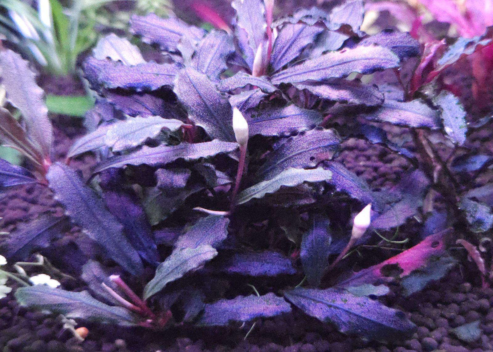 Bucephalandra brownie ghost 2011