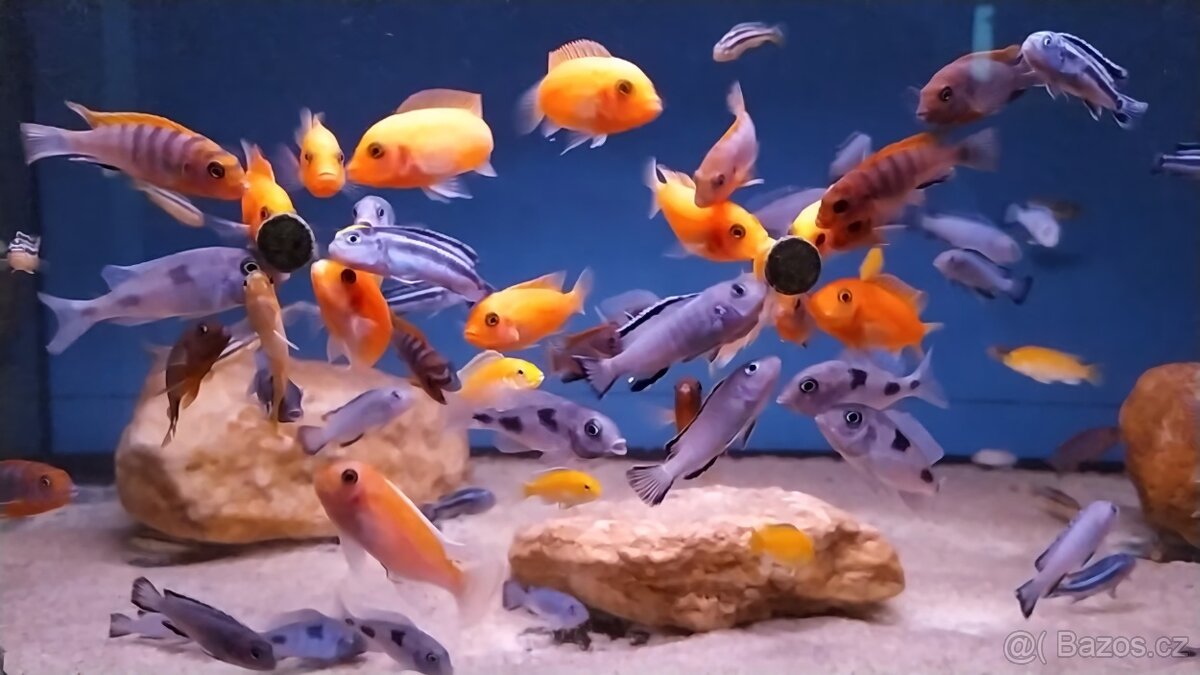 Tlamovci Malawi ... výběr z 25druhů ...