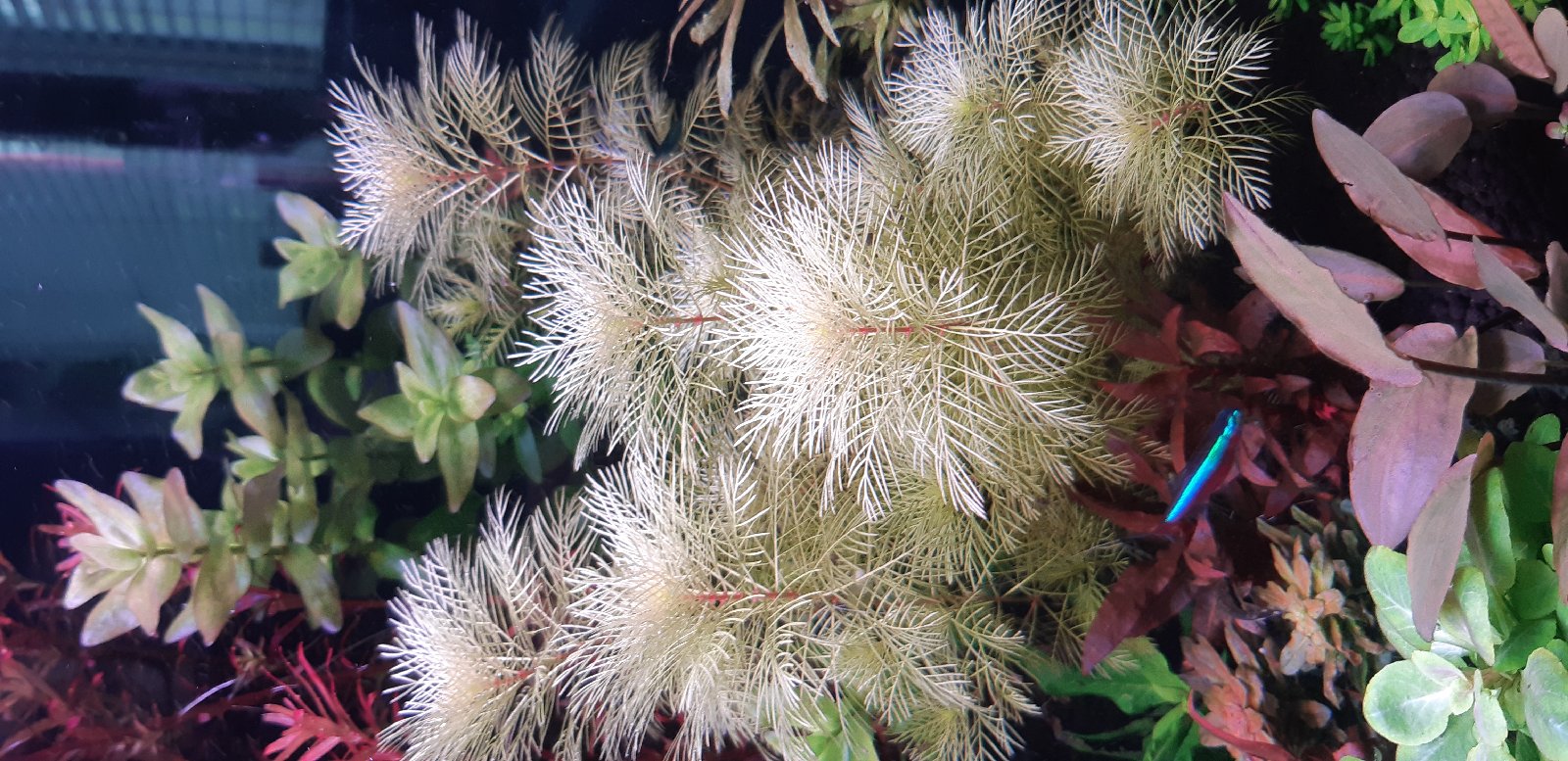 Myriophilum matogrosense gold