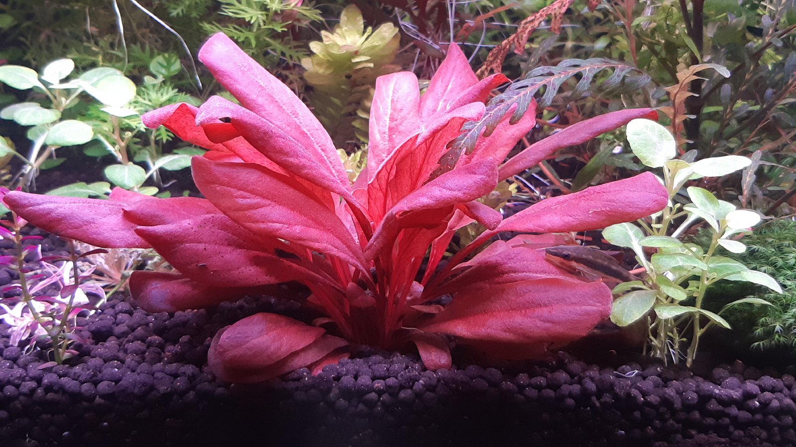 Samolus Parvufloris Red