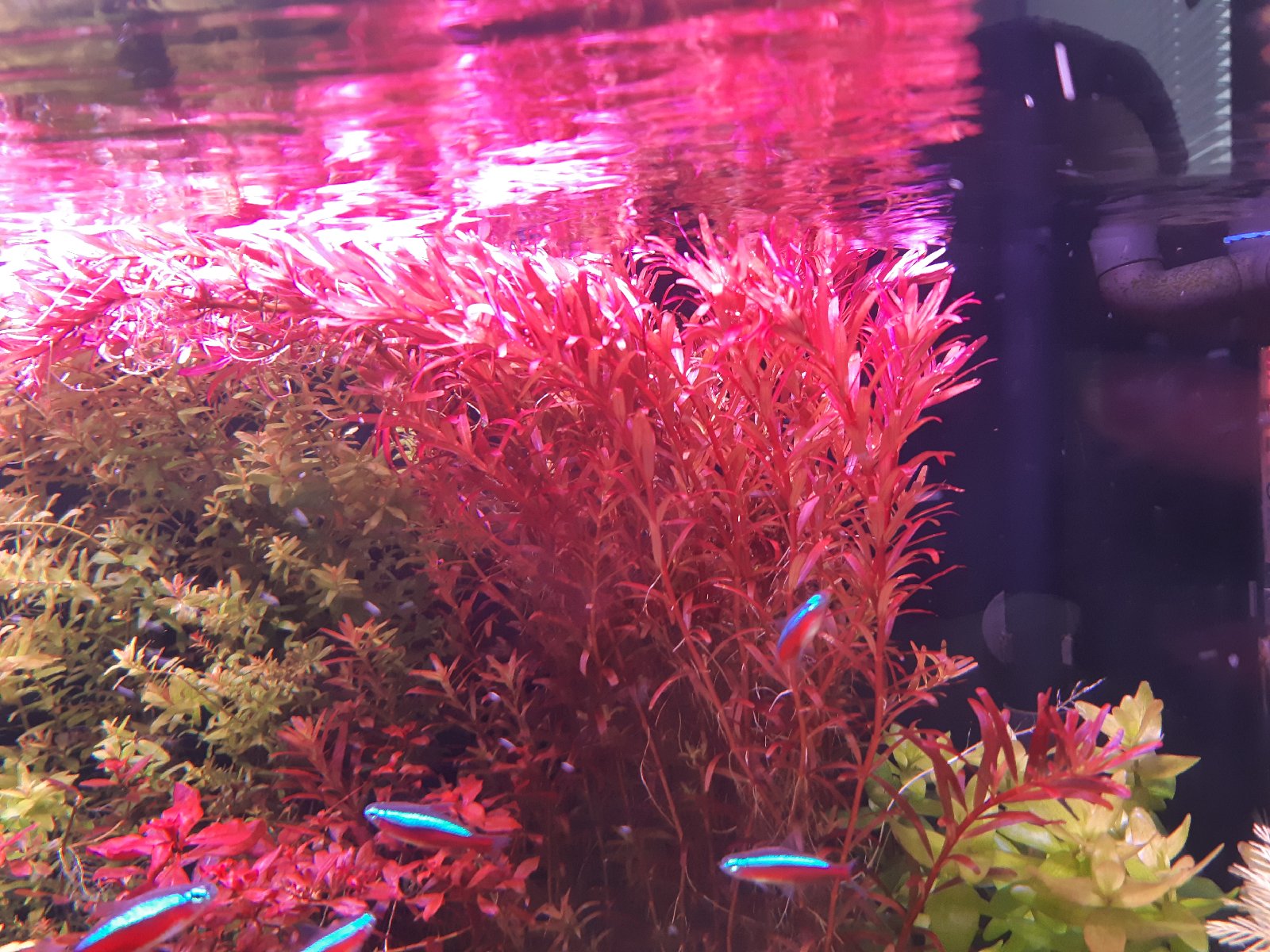 Rotala krvavě červená Singapur