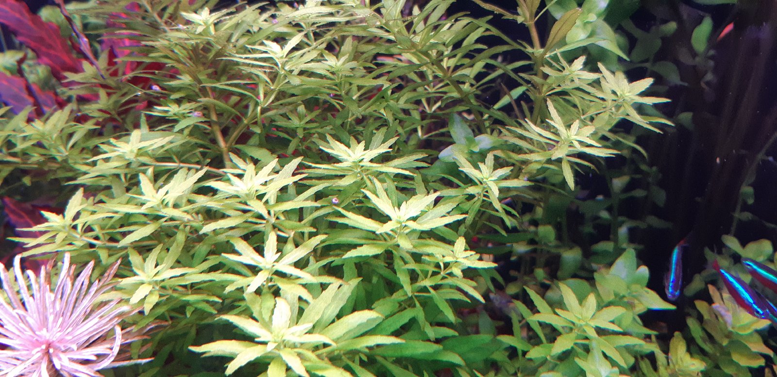 Limnophila aromatica mini