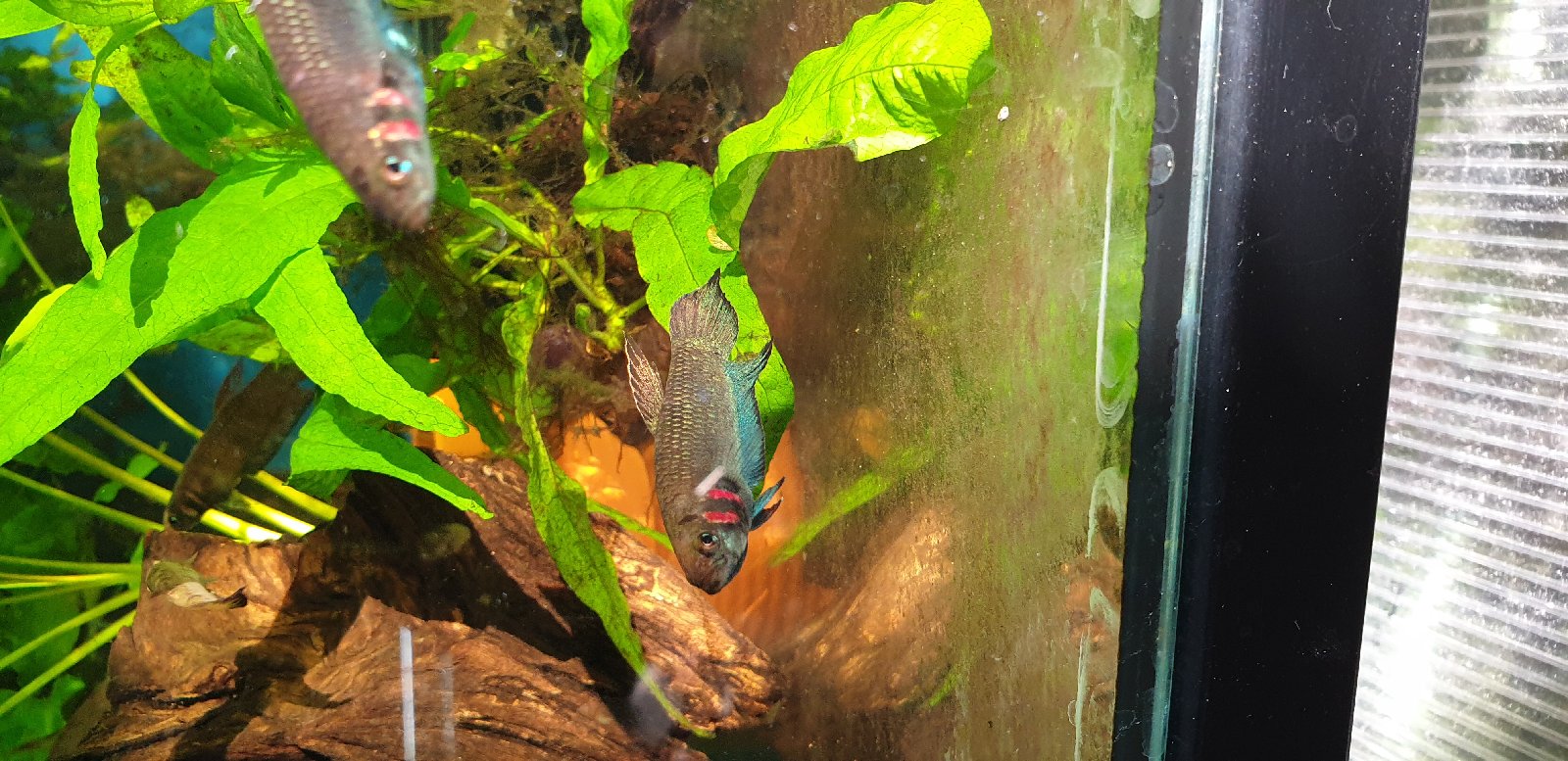 Betta mandor......5-6 cm