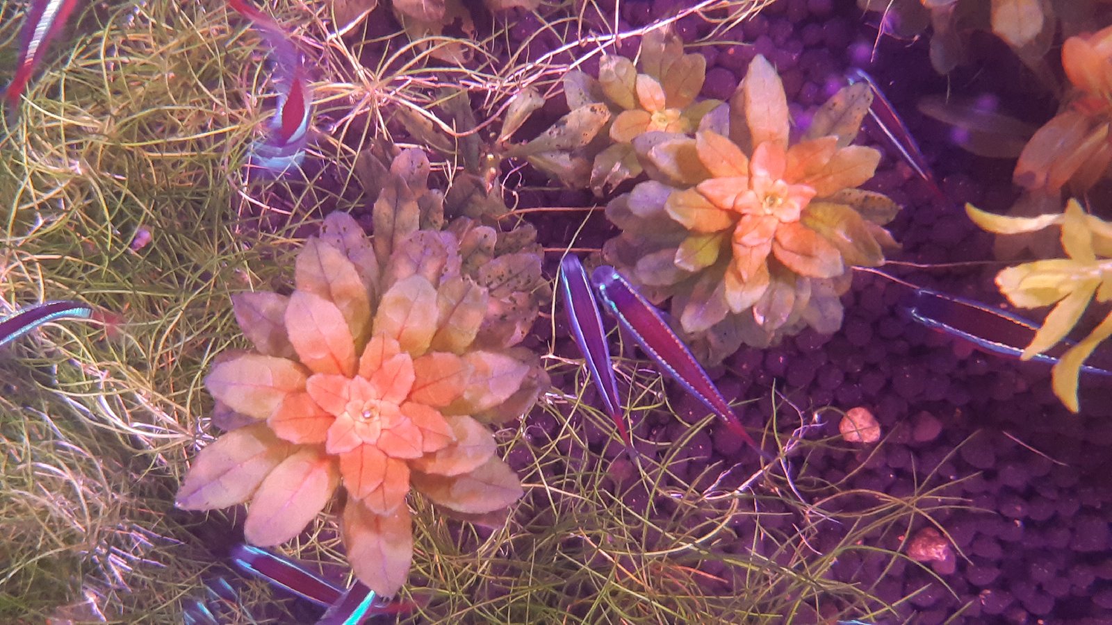 Ludwigia sphaerocarpa mini