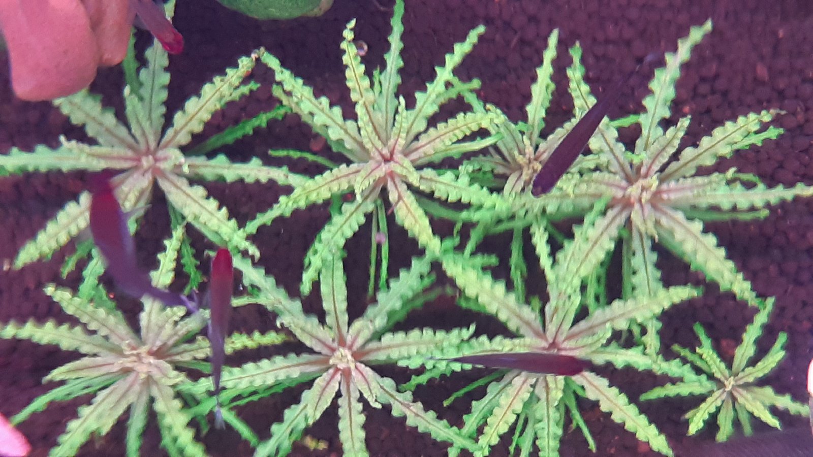 Pogostemon helferi červený