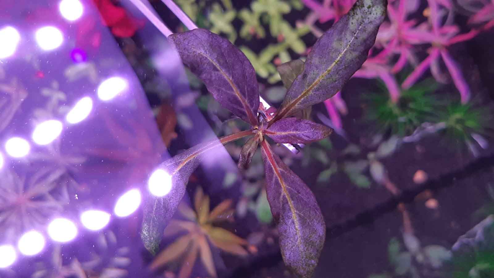 Staurogyne repens fialová