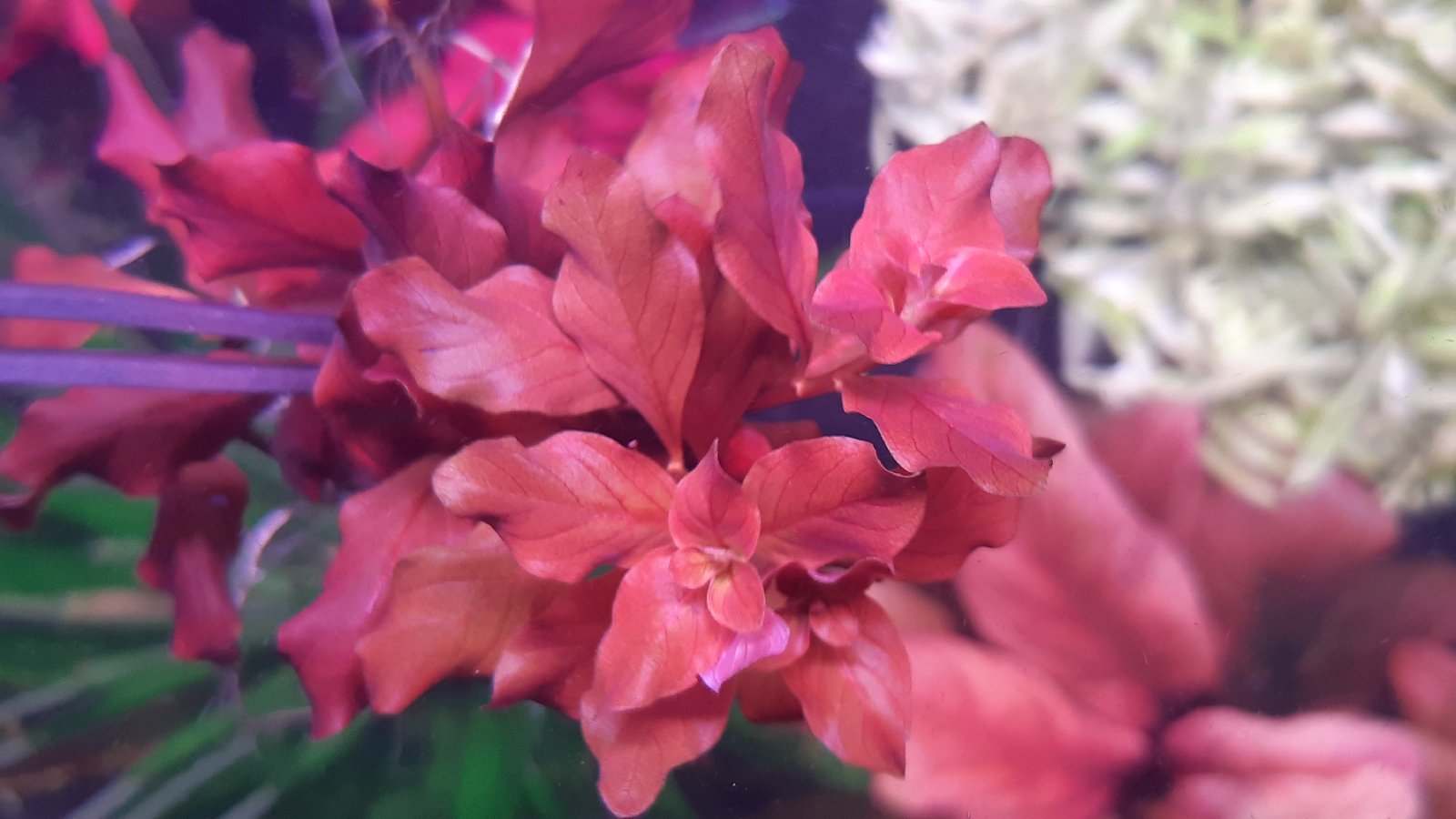 Ludwigia oválná růžová