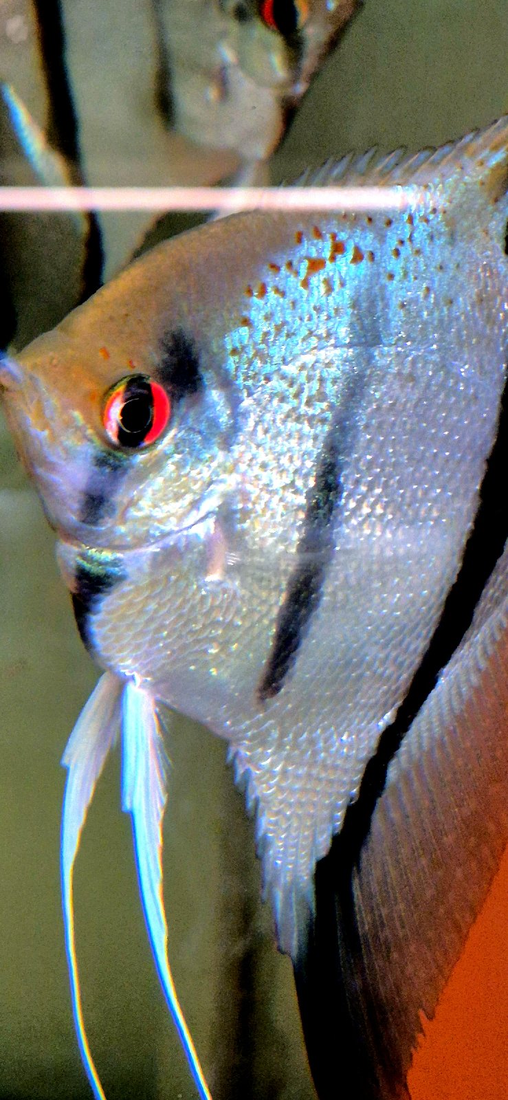 Pterophyllum scalare pochází z Guyany.