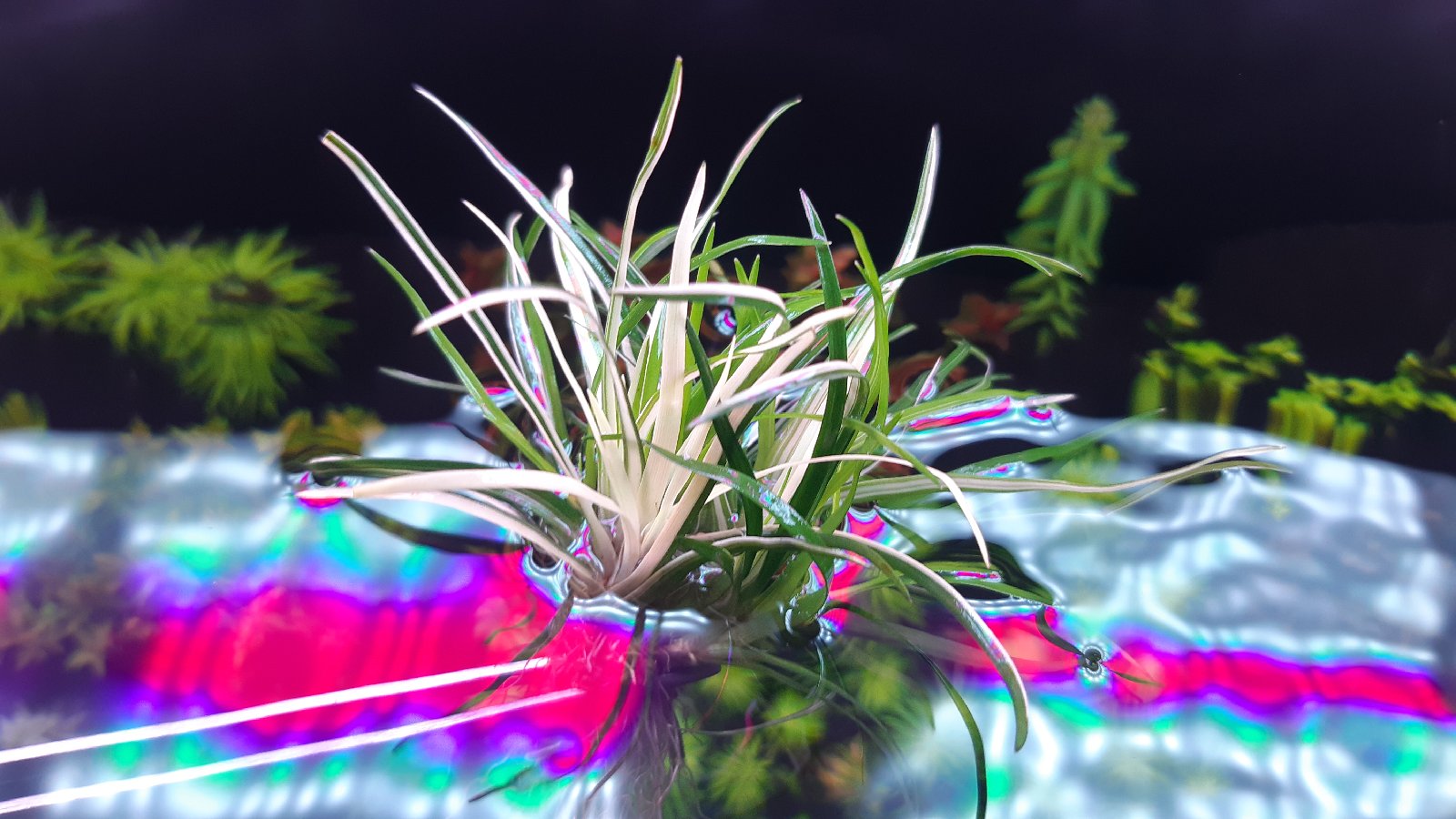 Eriocaulon vietnam variegované bílé