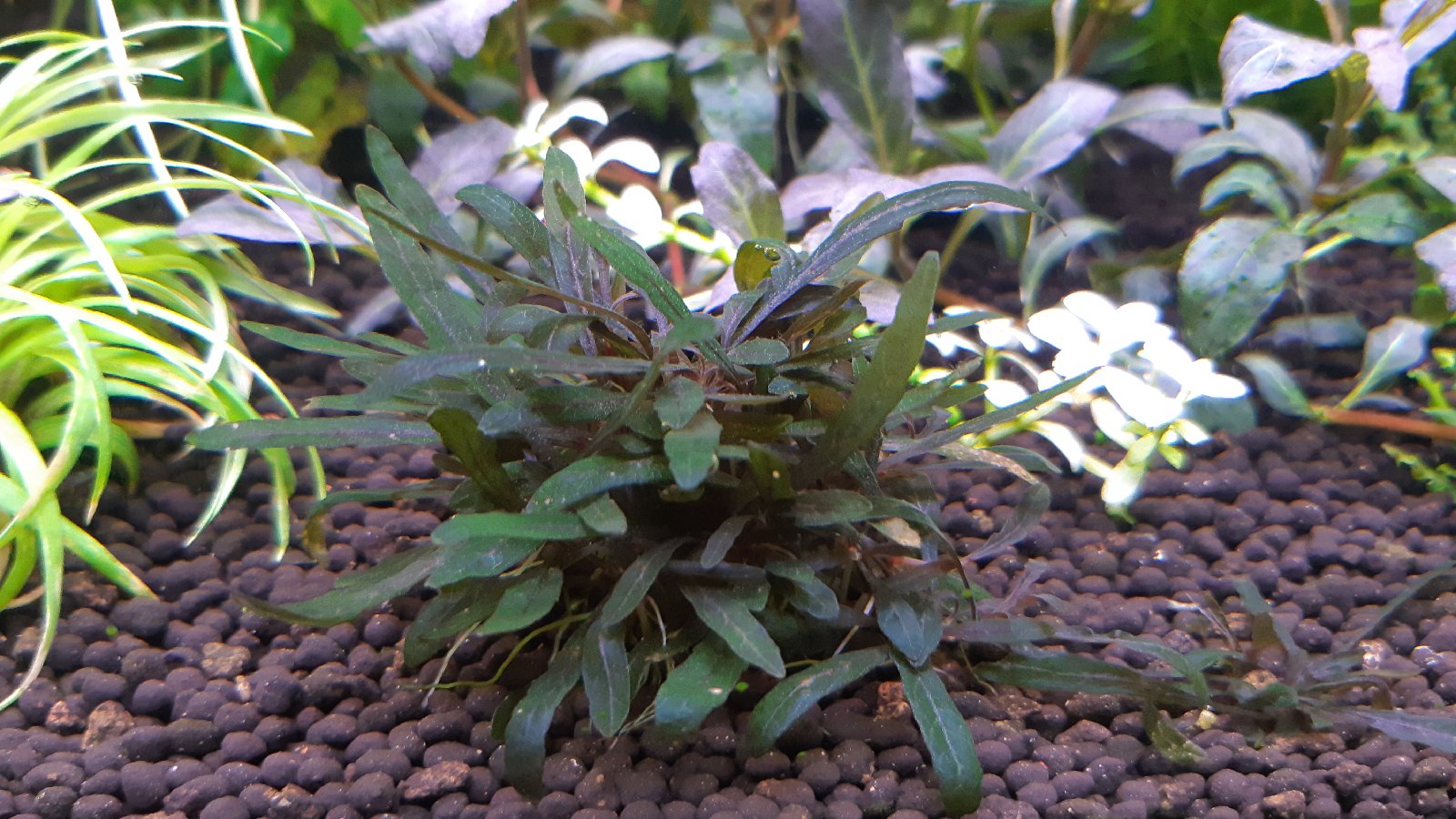 Hygrophila pinnatifida purple crystal