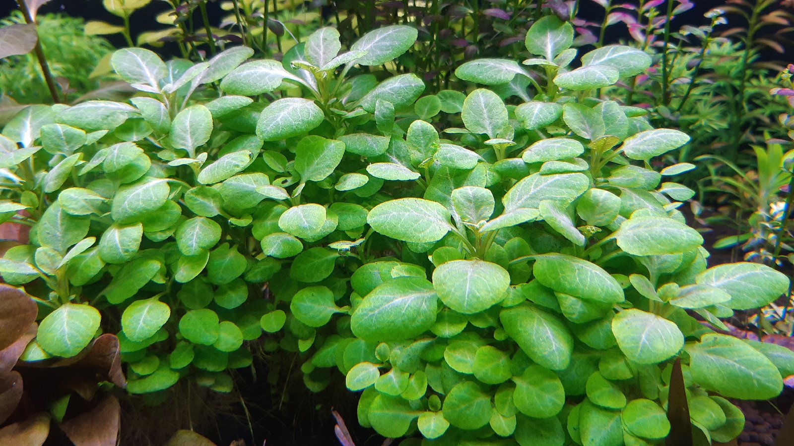 Lobelia cardinalis mini