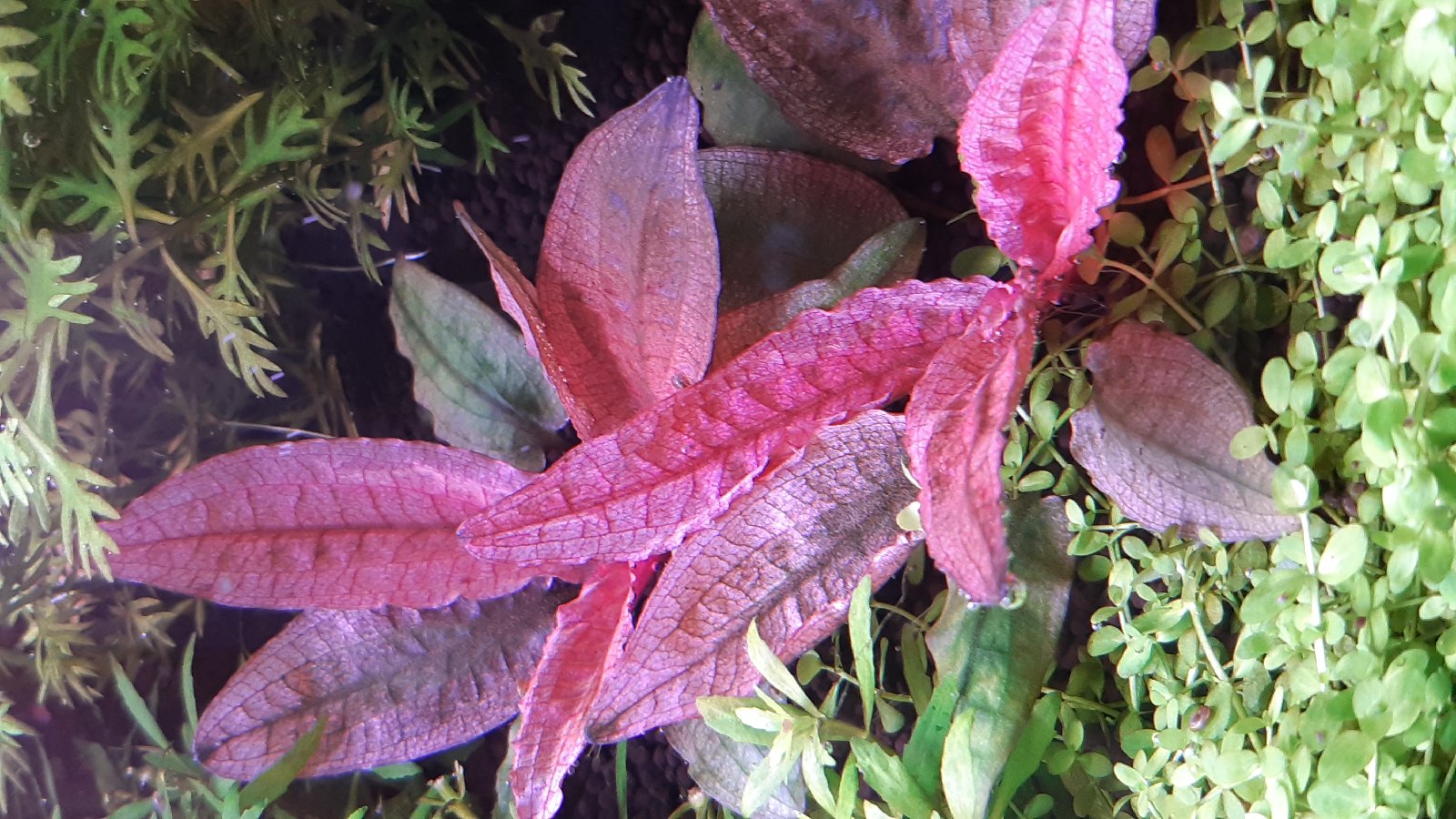Cryptocoryne flamingo