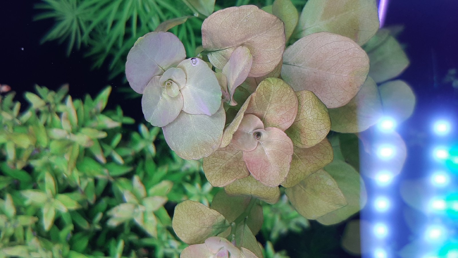 Ludwigia mato grosso