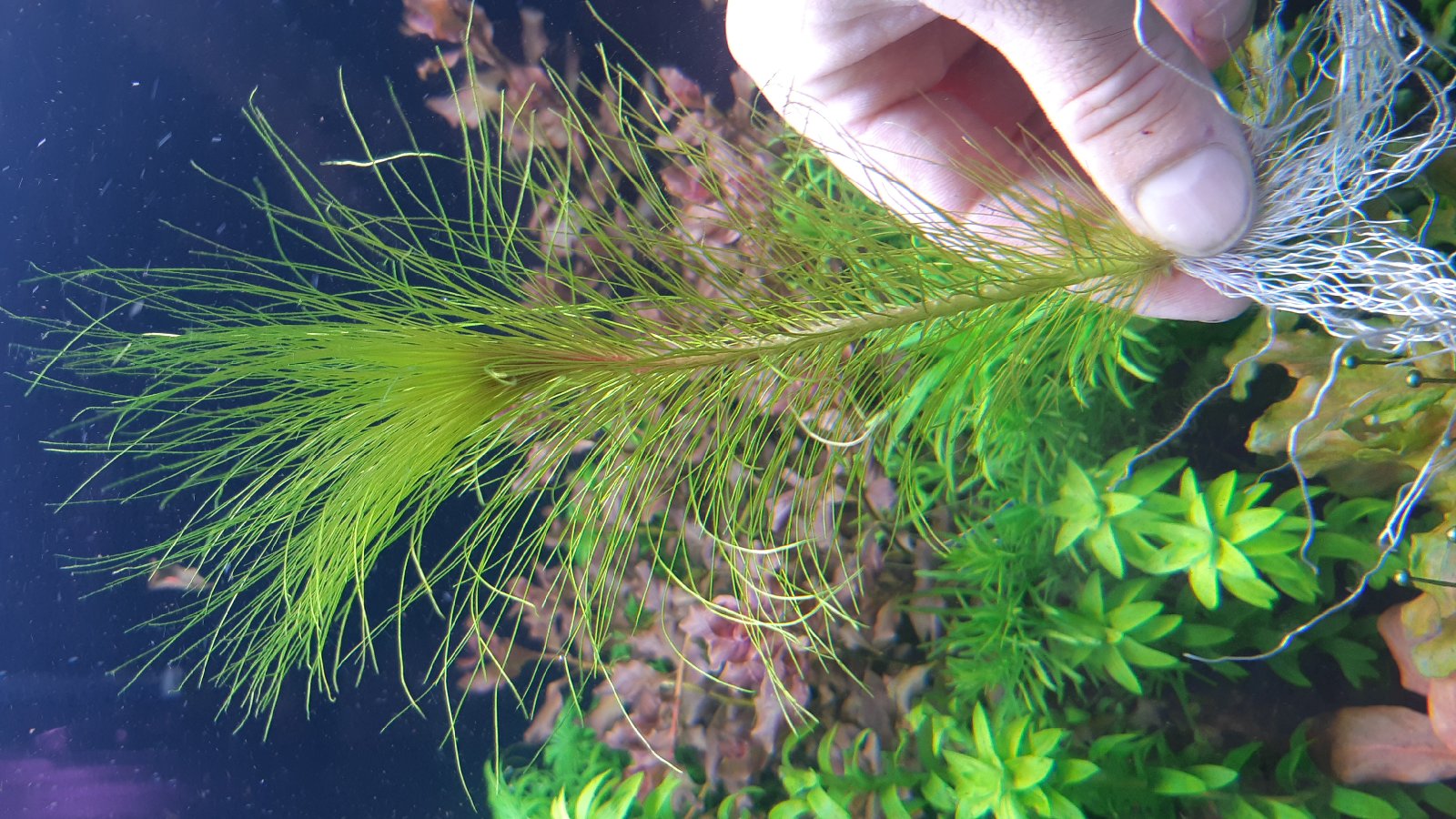 Valisneria rubra