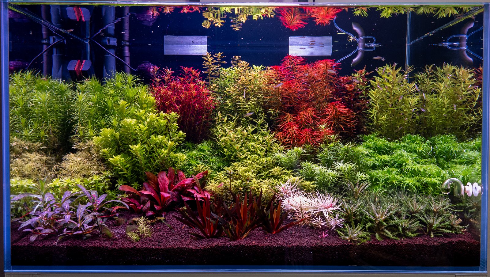 Akváriové rostliny - sada