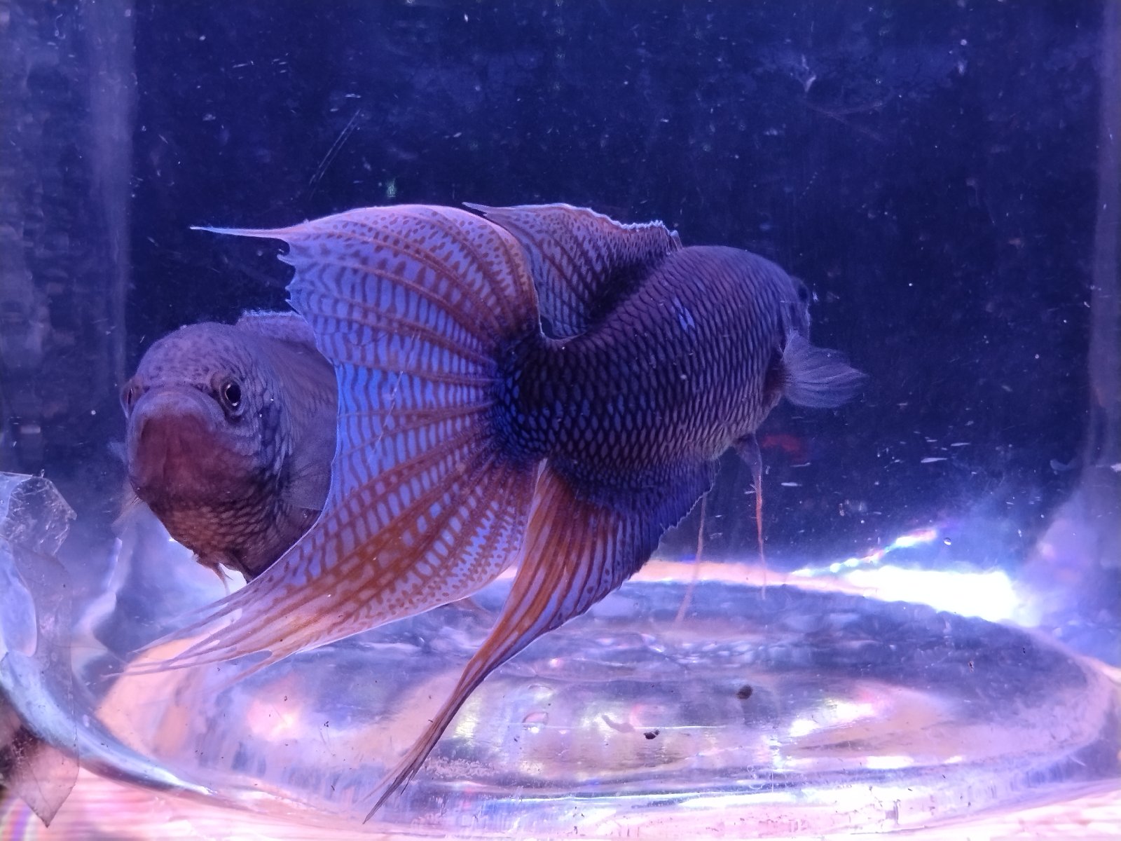 Macropodus eryptroterus