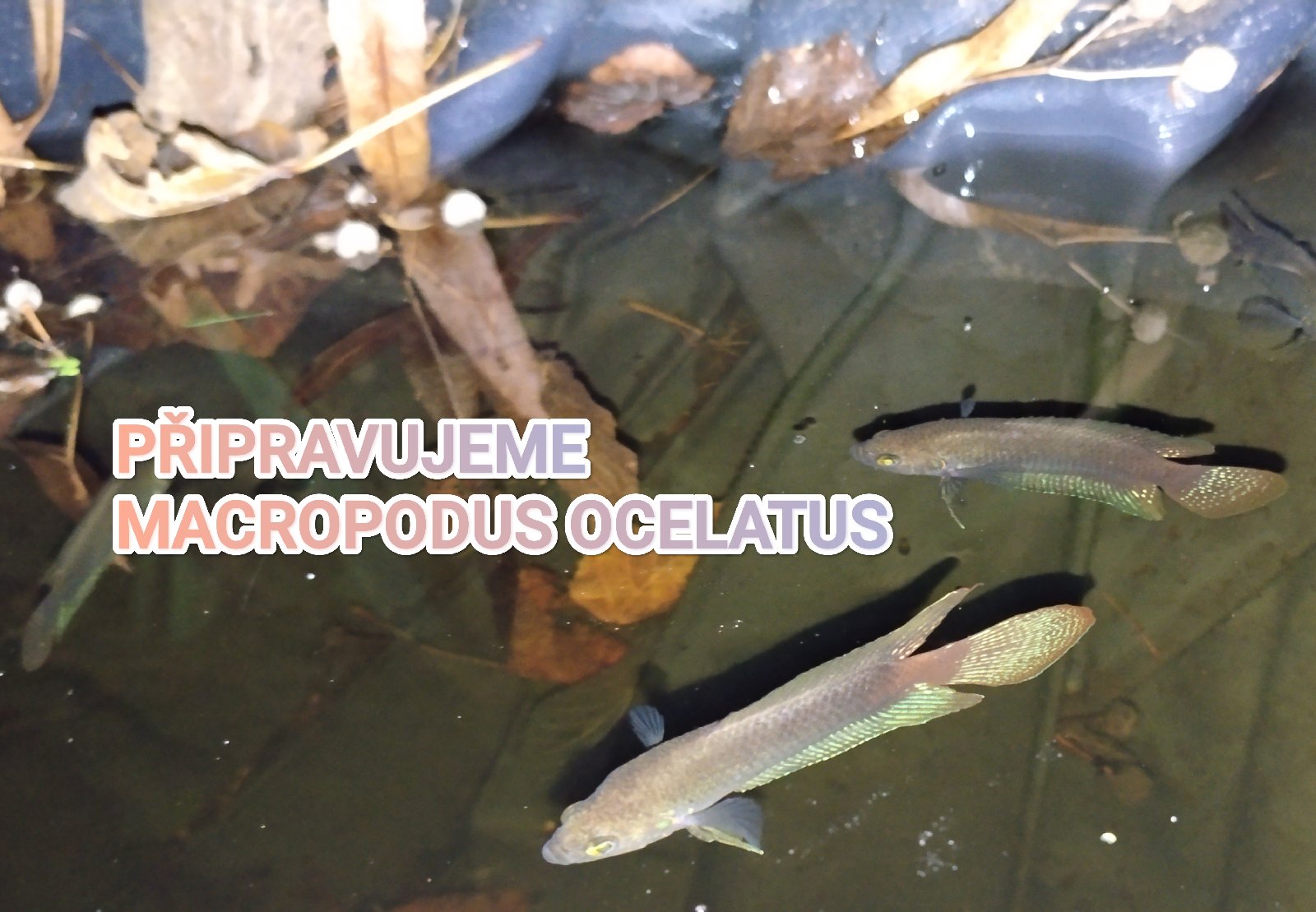 Macropodus ocelatus
