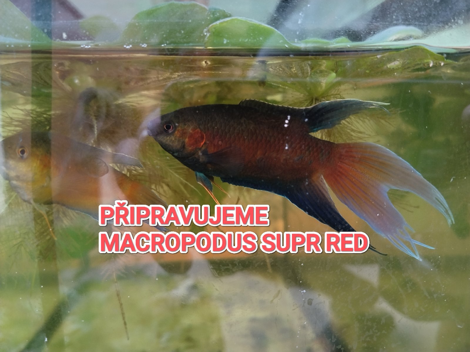 Macropodus supr red