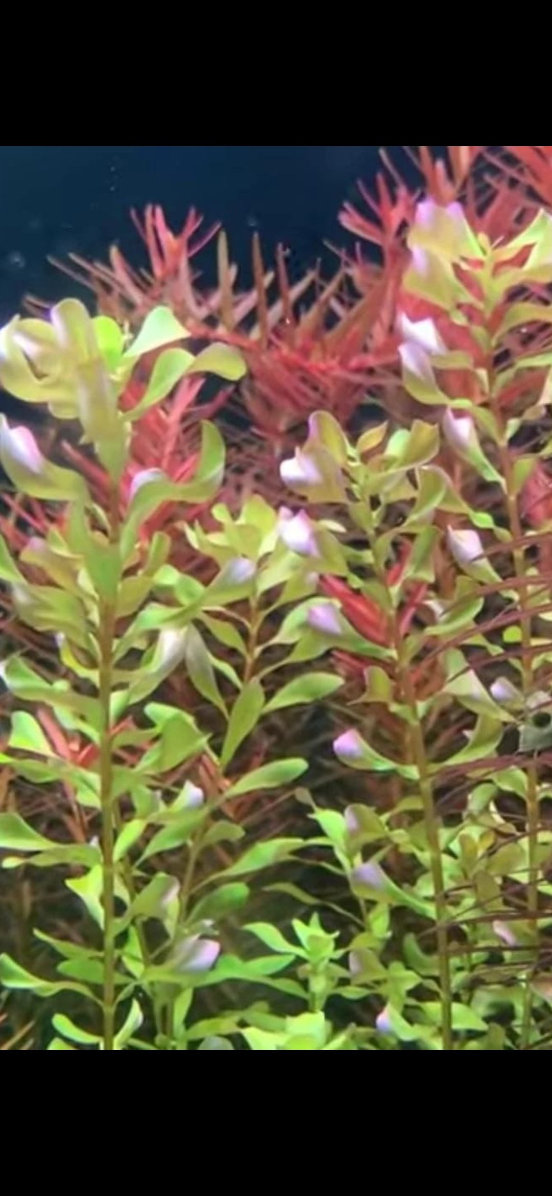 Rotala macrandra Bangladesh