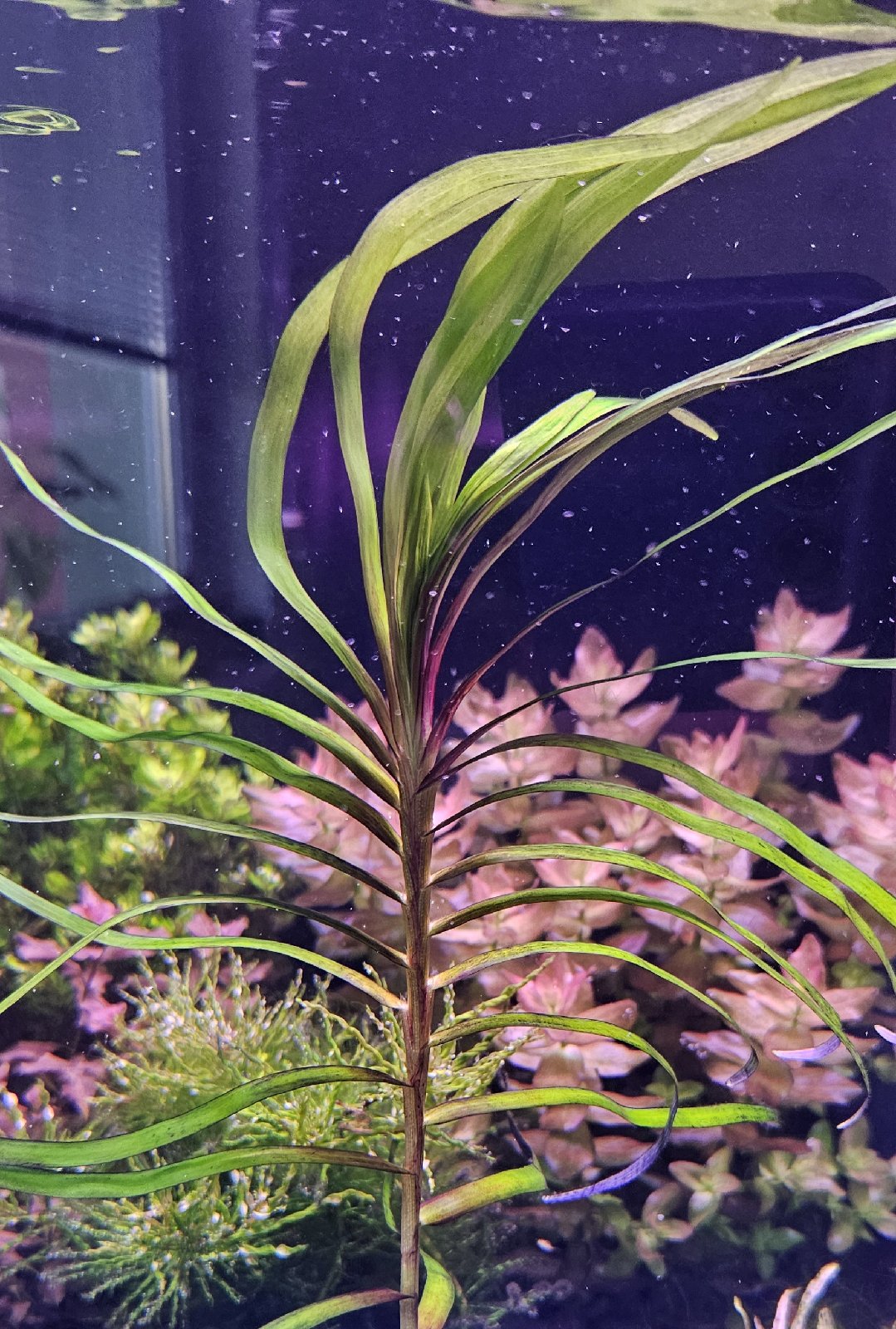 Eichhornia azurea