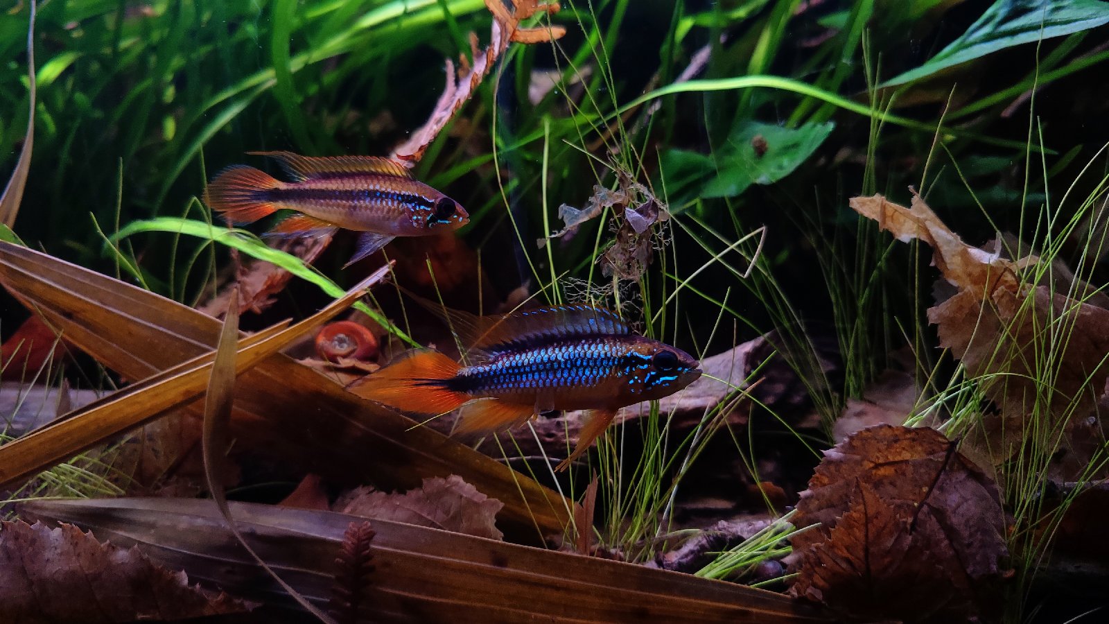Cichlidka Agassizova - Apistogramma agassizi double red pár