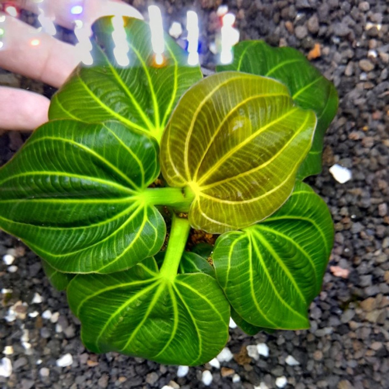 Echinodorus iguazu 2009