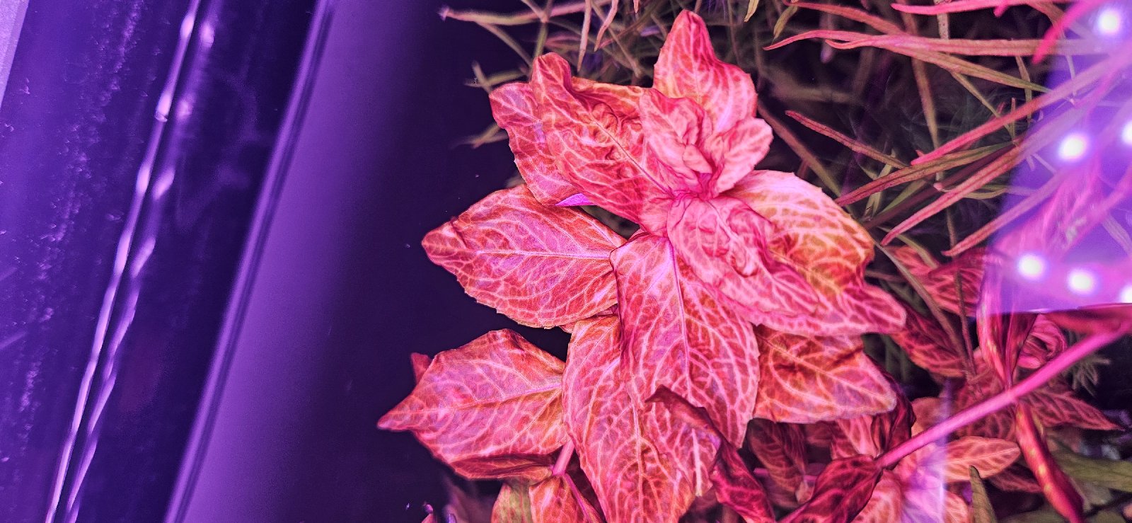 Rotala macrandra variegated