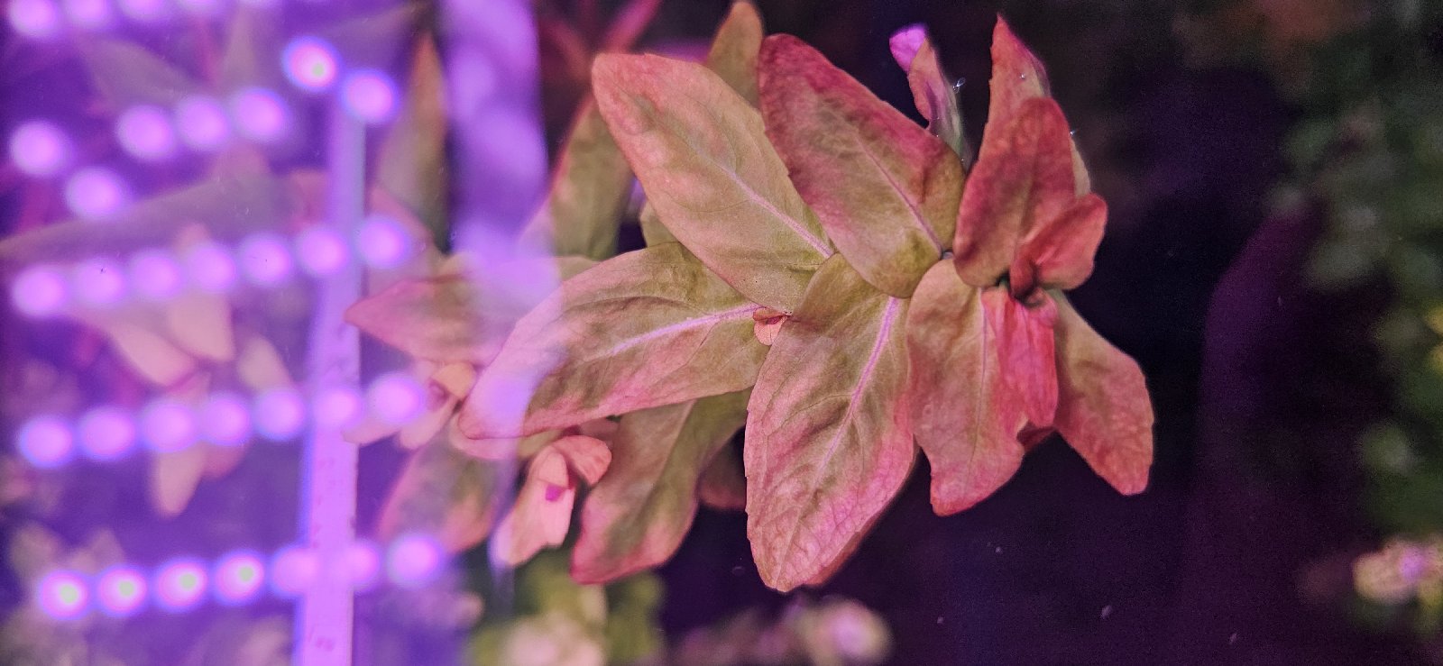 Rotala macrandra green