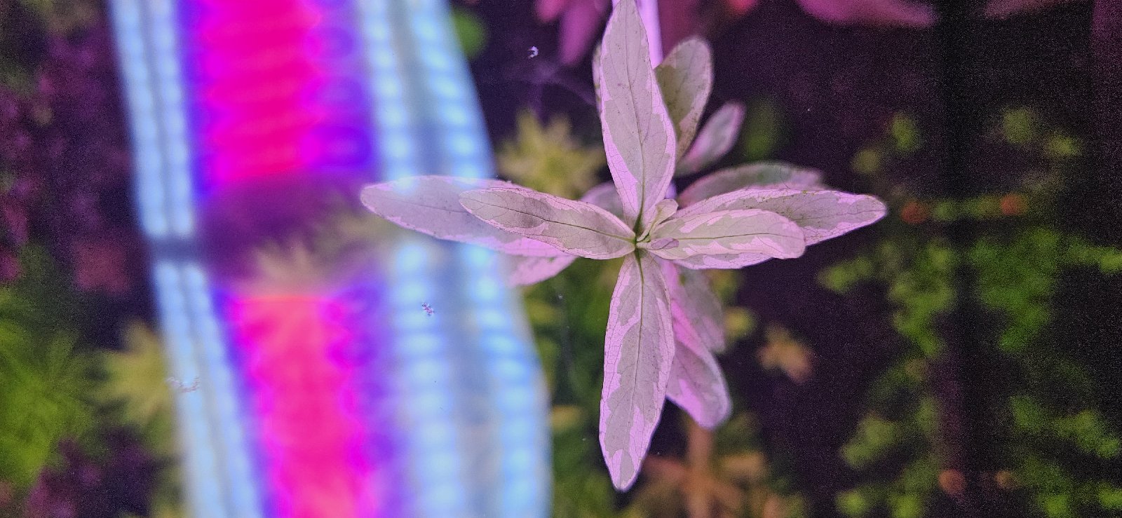 Hygrophila polysperma white
