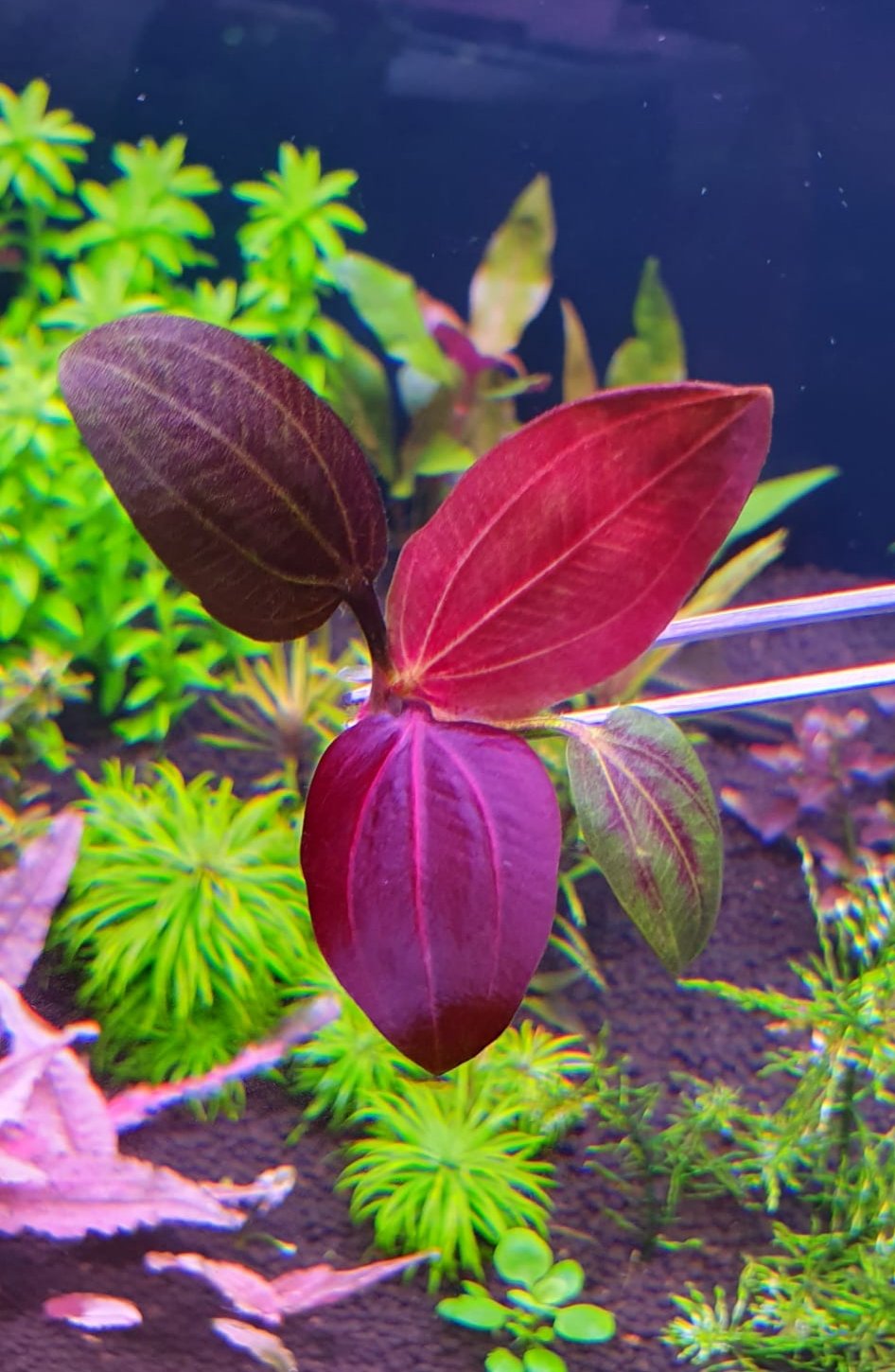 Echinodorus iguazu 2009 red