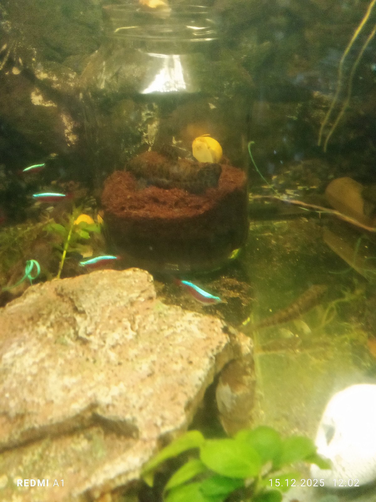 Chovné trio tharokatu