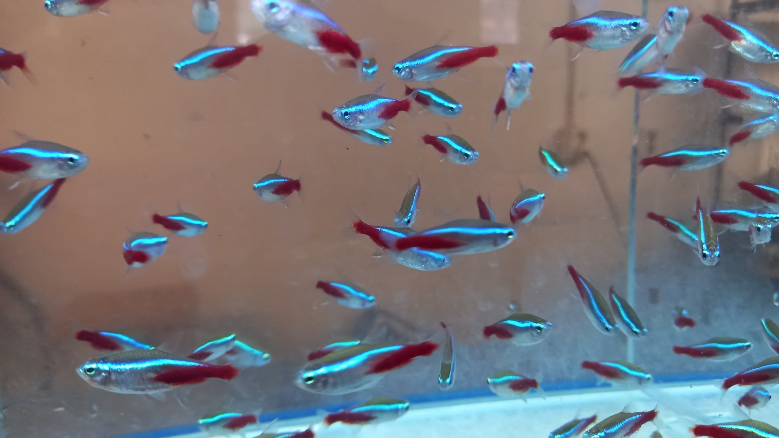 Neonka obecná / Paracheirodon innesi