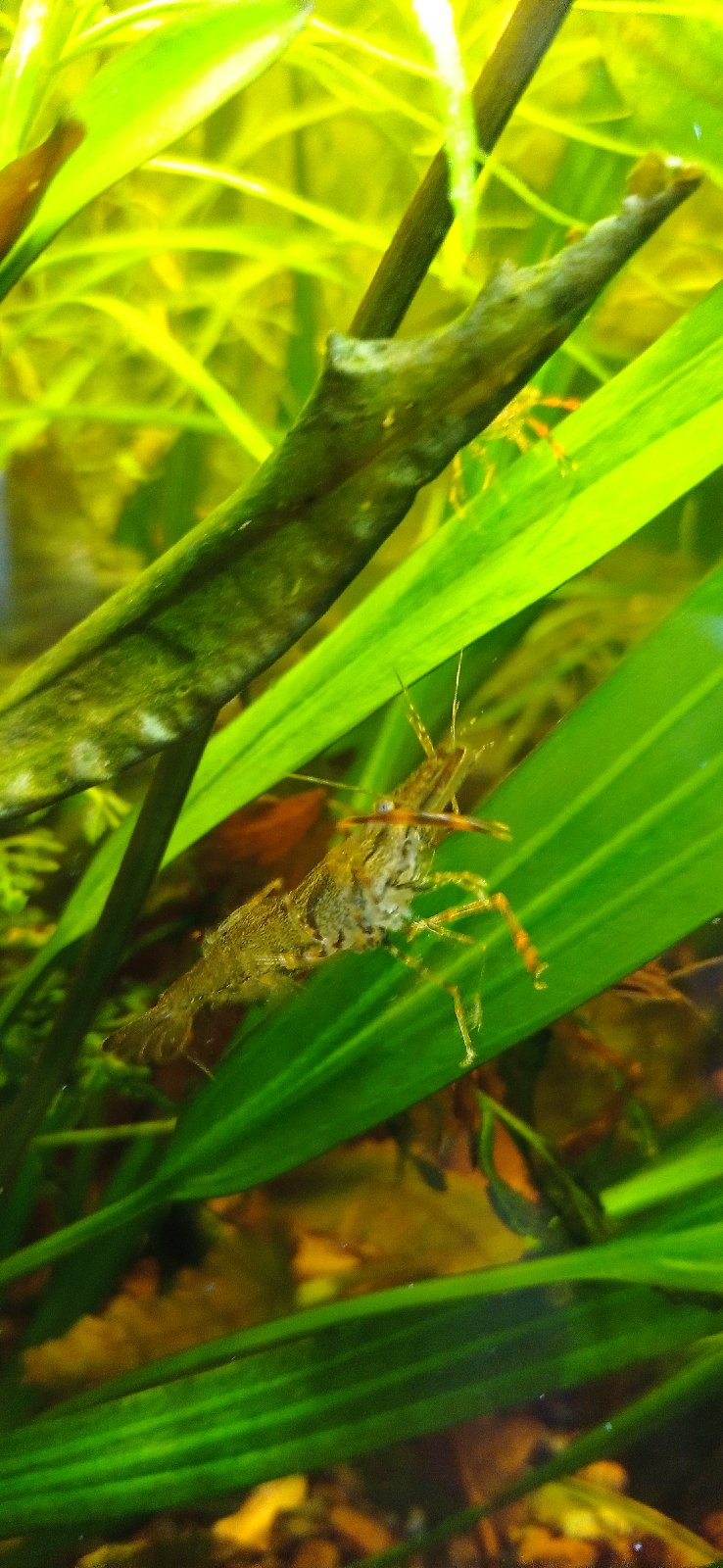 Krevetka čokoládová