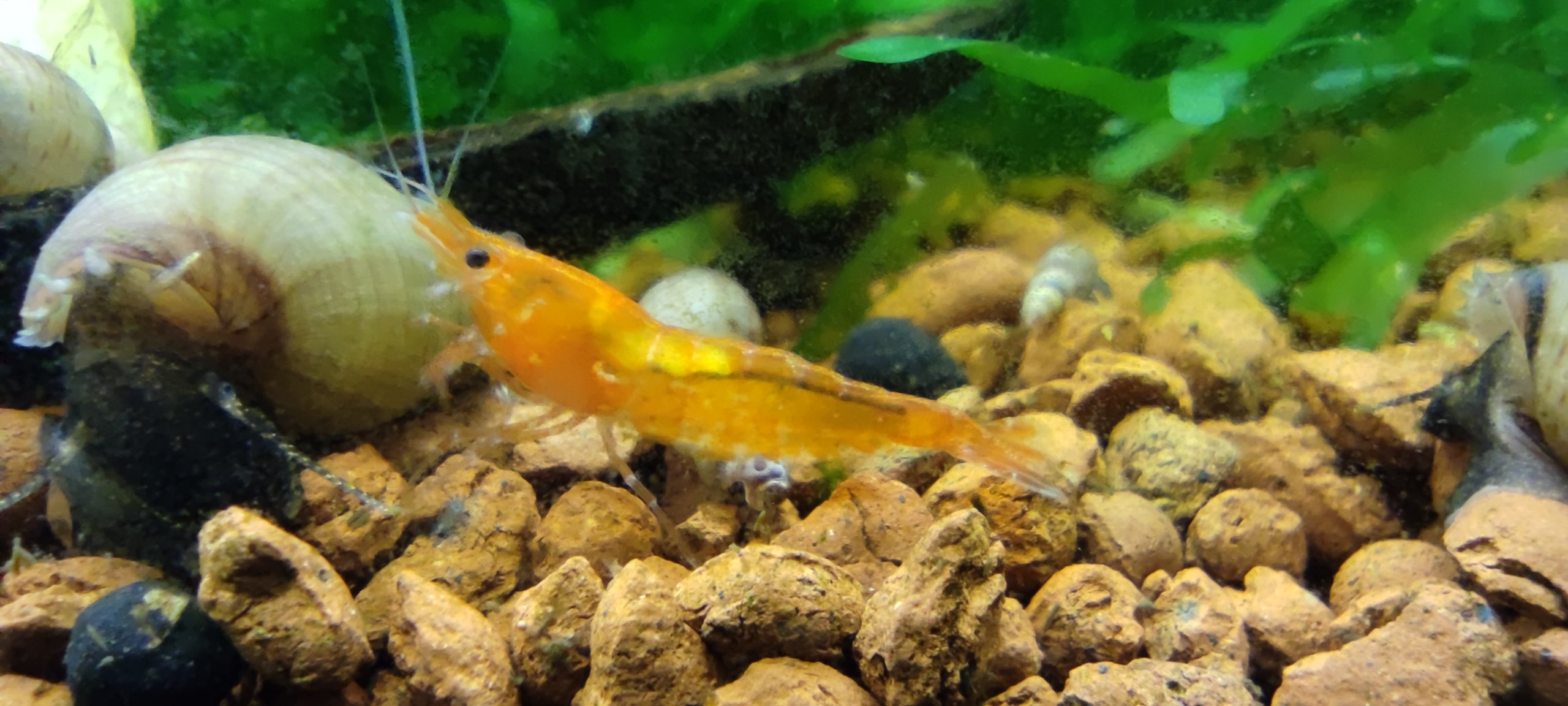 Neocaridina Davidi  sp. var. "Orange"