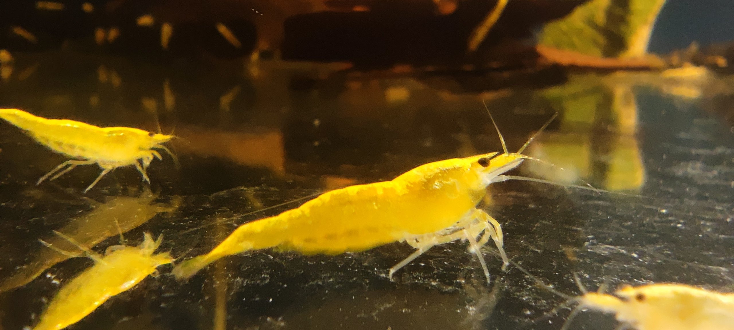 Neocaridina Davidi sp. var. "Yellow Neon"