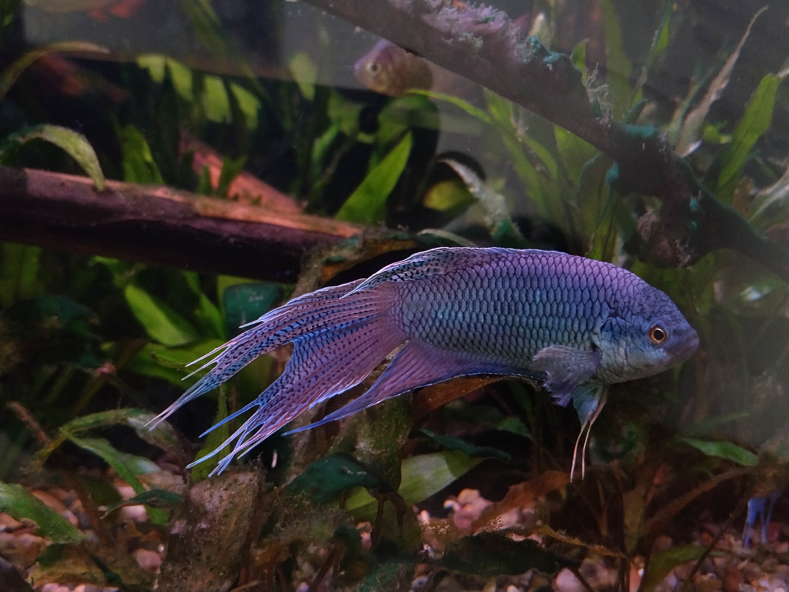 Macropodus blue snake skin