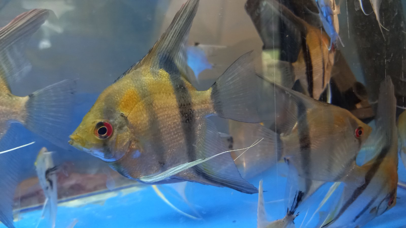 Skalára / Pterophyllum scalare