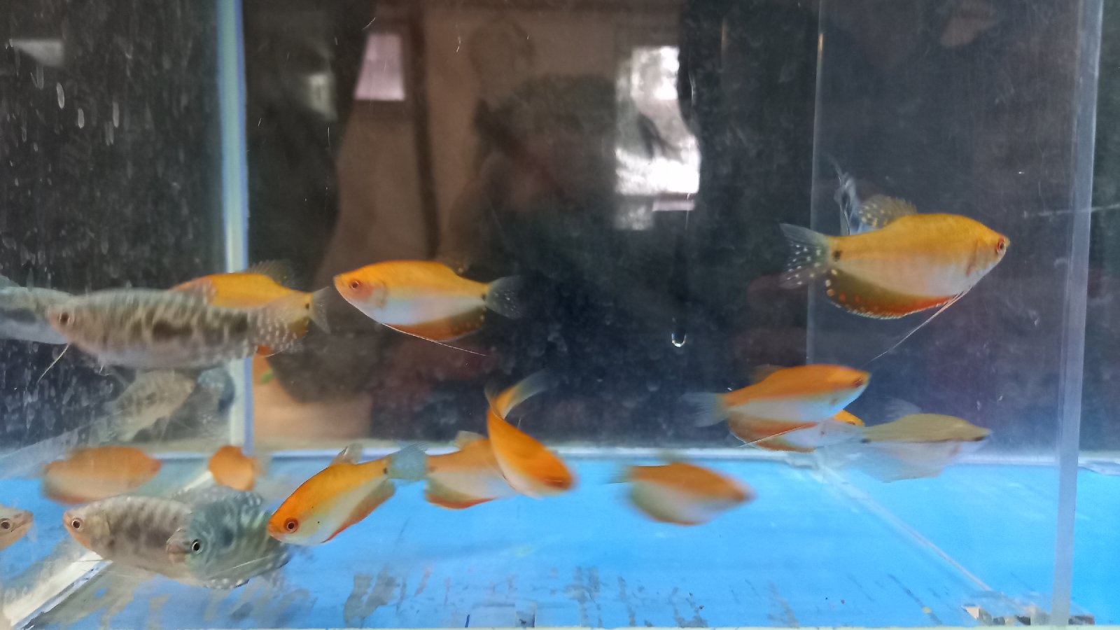 Čichavec zlatý a Čichavec modrý