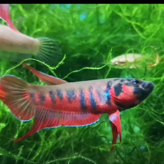 Betta rubra